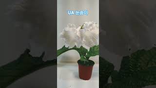 UA눈송이 스트렙토카르푸스 streptocarpus plants flowers [upl. by Remled]