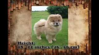 chow chow puppies [upl. by Zuliram]