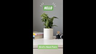 How To Care for Guide Birds Nest Fern 🌱 Shorts [upl. by Anaoj75]