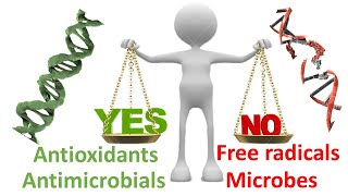 antioxidant and antimicrobial activities of Rhamnus alaternus L extracts [upl. by Vacla]