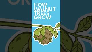 How Walnut Trees Grow shorts [upl. by Anisor]