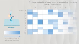 Quantifying proteins on the Nautilus Proteome Analysis Platform [upl. by Enelrad116]