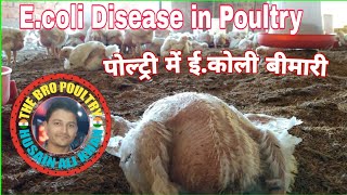 EColi disease information  Day25 Poultry Farming  पोल्ट्री फार्मिंग  The Bro Poultry [upl. by Maxantia]