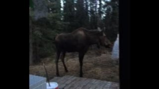 Raw Alaska Moose Harmonizes with Wind Chimes [upl. by Ahselat]