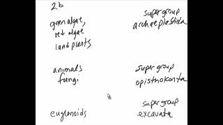 Gen Bio 2 low tech review  eukaryotic lineage supergroup drama [upl. by Rakel]