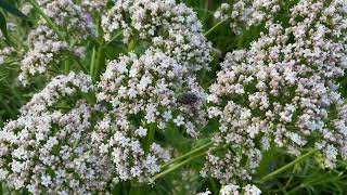 Echte valeriaan  Valeriana officinalis  NL Bloeit  Planten van hier [upl. by Leemaj]