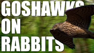 Goshawks on rabbits  fastaction footage [upl. by Eybba]