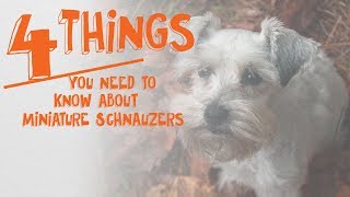 4 Things You Need to Know About Miniature Schnauzers  Cone of Shame with Dr Andy Roark [upl. by Alyos311]