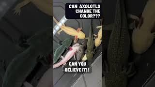 Can Axolotls change the color  Axolotls in real life [upl. by Donaghue]