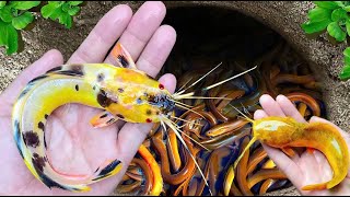 Catching Strange Tiny Ornamental Panda Catfish Surgeonfish Neon fish Pufferfish Koi Fish [upl. by Elliott]