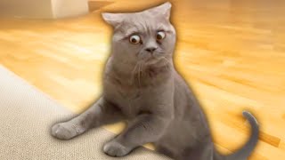 Best Cat Videos of the Decade [upl. by Dowell721]