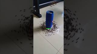 Why ants stuck in circleshorts facts amazingfacts viralshorts viral [upl. by Vachell]