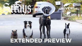 Strays Will Ferrell  The Worst Dog Owner Does Indeed Exist  Extended Preview [upl. by Aremahs241]