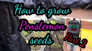 2021 How to grow penstemon from seed part 2 Guaranteed results every time [upl. by Eybbob]