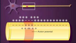 Action potential propagation in an unmyelinated axon [upl. by Bradwell]