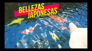 GRANJA DE CARPAS KOI DE JAPÓN😱🐟🐠🐡 [upl. by Levram281]