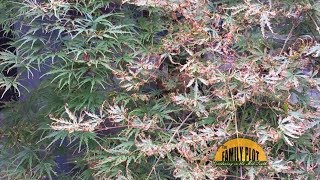 QampA – Why does my Japanese maple have brown curled leaves [upl. by Ettigdirb]