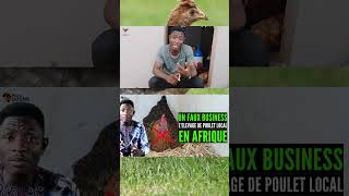 P8 ATTENTION avec LELEVAGE DE POULET LOCAL en AFRIQUE [upl. by Raymond]