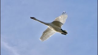 Skagits Trumpeter Swans [upl. by Hephzibah]