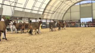 Junior 2 Year Old  Ontario Summer Jersey Show 2014 [upl. by Japeth]