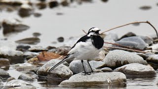 ハクセキレイの地鳴き 色々な鳴き声【野鳥観察 鳥の鳴き声 バードウォッチング 浜・川辺・河原の鳥】Motacilla alba lugens  Blackbacked Wagtail [upl. by Butterworth]