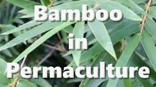 Propagate Bambusa Textilis Gracilis Using Small Culm Division [upl. by Sirtaeb]