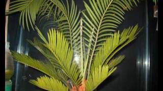 Cycas revoluta [upl. by Bozovich383]