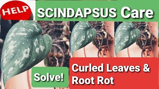 Scindapsus Care Guide amp Tips  Curled Leaves amp Root Rot [upl. by Cash]