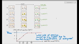 35 Effect of Substrate Concentration on Enzyme Activity Cambridge AS A Level Biology 9700 [upl. by Dail48]