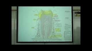 DIGESTIVE SYSTEM PART 1 ORAL CAVITY amp TEETH by Professor Fink [upl. by Nnylyt]