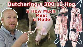 Watch us Butcher a 300 LB Hog See The Cuts it Made and Find out the total Meat Yield [upl. by Dailey]