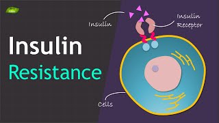 Insulin Resistance  Basics and Mechanism  Basic Science Series [upl. by Calysta]