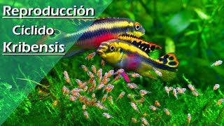 83💜 Reproducción  Criar  Breeding Pez KRIBENSIS MUY FÁCIL Pelvicachromis Pulcher [upl. by Eugor]