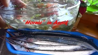 quotHorniequot in Aspik Hornhecht nach Art des Hauses Fischrezept [upl. by Gina729]