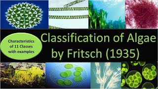 Classification of Algae by Fritsch  11 classes with characteristics and examples [upl. by Sinnal680]