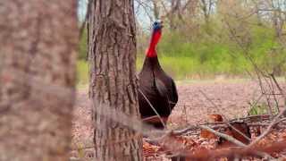 Wisconsin Spring Turkey Hunt [upl. by Dara]