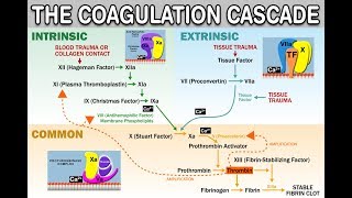 HEMOSTASISCOAGULATION CASCADE  IntrinsicExtrinsicCommon Pathways Amplification and Propagation [upl. by Xonnel508]