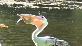 Pelican vs Pigeon  St James Park [upl. by Liam]