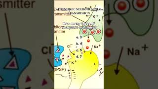 Quiz Time  Adrenergic Transmission pharmaquiz [upl. by Moses499]