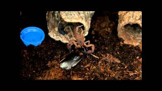 Rhopalurus junceus Scorpion Feeding [upl. by Hanahs]