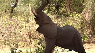 Potato Bush Camp  Zambia  Expert Africa [upl. by Gravante273]