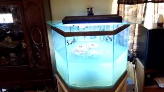 Upgrading the 55 gallon to the 75 gallon hex [upl. by Gellman]