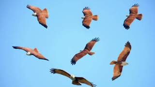 Facts About Brahminy Kite [upl. by Cowles723]