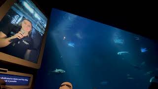 Monterey Bay Aquarium Open Ocean Feeding 2023 [upl. by Leede727]