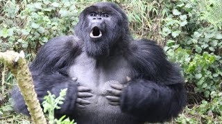 Gorilla beating chest at Toronto Zoo [upl. by Hermine]