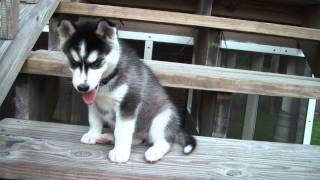 Husky Puppy Howling [upl. by Filmer]