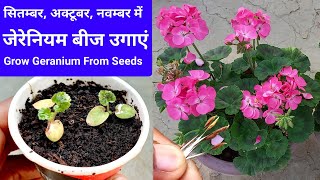 How to grow Geranium Flower From Seeds at home  जरेनियम को बीज से कैसे उगायें  geranium seeds grow [upl. by Acisej]