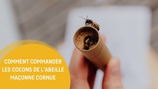 Comment commander des abeilles maçonnes cornues [upl. by Horodko51]