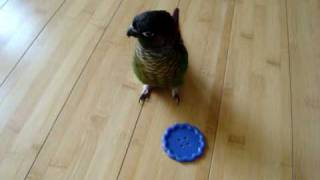 Green Cheeked Conure Tantrum [upl. by Ibbob]