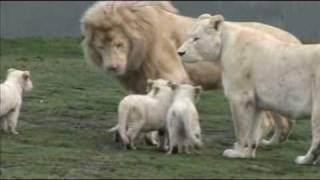 White Lion Cubs birth part 2  starting to eat [upl. by Notsyrb]